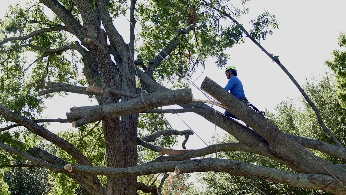 Professional Crown Thinning performed by certified arborists in Hankinson